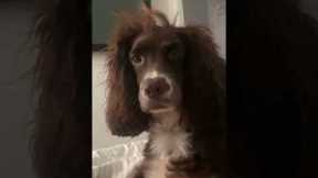 Cocker Spaniel Wakes Up With Crazy Bed Hair