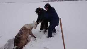 Rescuing a reindeer trapped in snow-covered swamp
