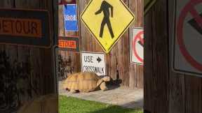 Smart Tortoise Reads Sign