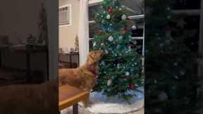 Mischievous golden retriever steals ornaments