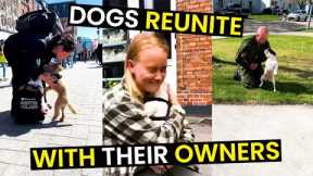 Heartwarming Dog REUNIONS With Their Owners - TOP 19
