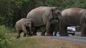 Hungry wild elephant rams tourists' car while looking for food