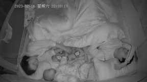 Angry baby SLAPS dad for snoring too loudly whilst in bed