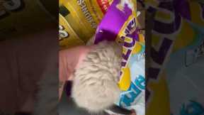 Sneaky Kitten Found Hiding In Food Bag