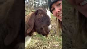 Affectionate Goat Is a Big Softie