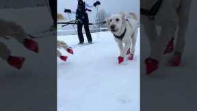 Dogs Take Woman Skiing