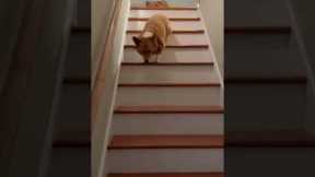 Corgi Hops Down Stairs