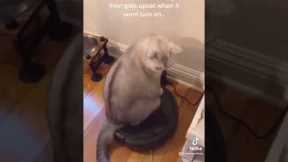 Cat Won't Stop Riding Roomba Vacuum