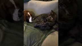 Basset Hound Wants to Play With Cat