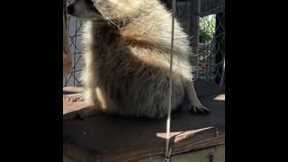 Chunky raccoon tries to wiggle out of narrow hole
