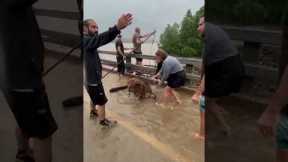 Cow Saved From Cyclone Flooding