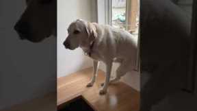 Dog uses new bench in an unconventional way