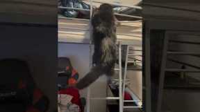 Cat Climbs Ladder Like A Human