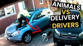 TOP 36 Animals VS Delivery Drivers | EPIC Fails! 🤣