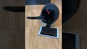 Cat loves playing mouse catching game