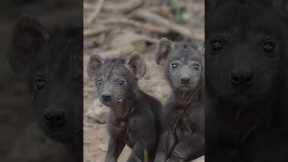 Wildlife photographer finds two baby hyenas
