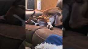 Boxer Contorts to Scratch Itchy Ear
