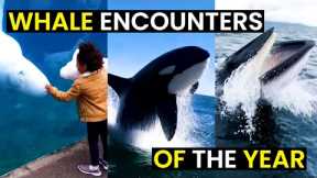 TOP 30 Wild Whale Encounters | BEST Of The Year!