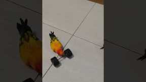 Weightlifting Parrots