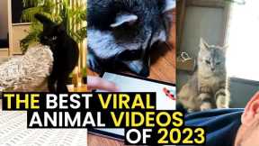 The Best Viral Animal Videos - Of The Year | TOP 30