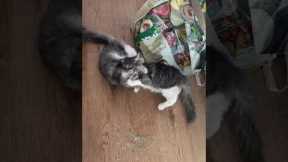Two adorable kittens roll around in catnip