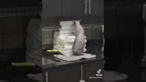 Cat goes to town on paper towels