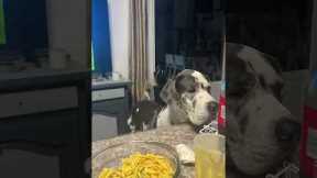 Great Dane Makes Music With Her Wagging Tail