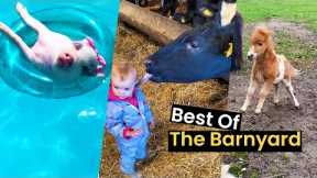 Farmageddon: The Best Of Farm Animals