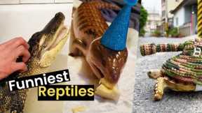 Funniest Reptile Moments