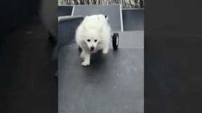 Dog in wheelchair loves to play at skateparks