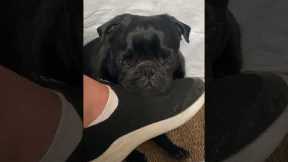 Sleepy pug dozes off on owners foot
