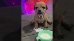 Clumsy Puppy Dunks His Face in Milk