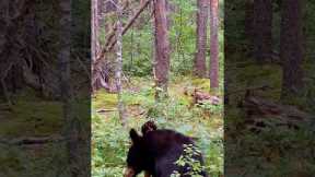 Bear Dances On Broken Branch