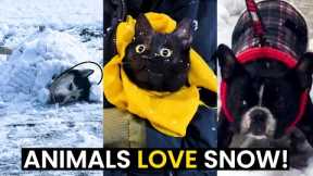These Animals LOVE Snow | TOP 42 Hilarious SNOW Moments