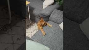 Hyper cat gets uncontrollable zoomies