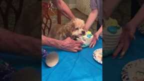 Elderly dog gorges on cake for his 16th birthday