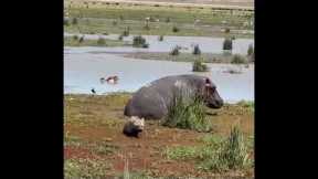 Hyena barely escapes being bitten by hippo's powerful jaws