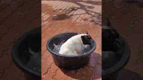 Pet dog enjoys a 'tornado bath'