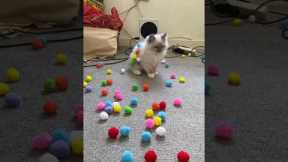 Adorable Kitten Plays With Pom Poms
