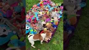 Rescue workers surprise shelter pups with toys
