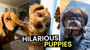 FUNNY Puppies MEGA Mix - TOP 47 Puppy Moments