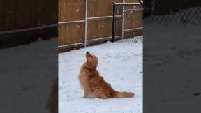 Golden retriever peacefully watches snow