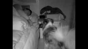 Owner freaks out after dog brings him a rat in bed