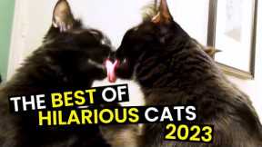 TOP 37 - Funniest Cats Of The Year | Cats Are HILARIOUS