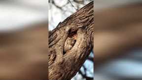 Sleepy Owl Emerges from Nest Hole