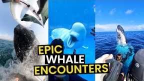 TOP 21 - Epic Wild Whale Encounters Caught On Camera
