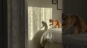 Cute cat playing with own shadow