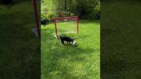 Athletic dog is a pro goalkeeper