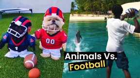 Animals Vs. Football
