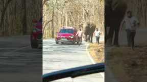 Tourists run for their lives to evade charging elephant